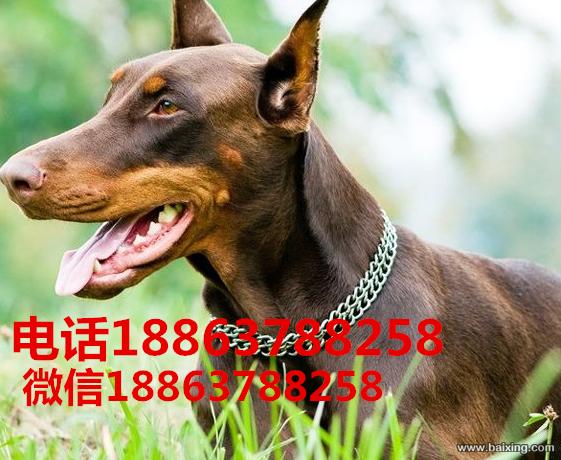 佳木斯出售赛级德系纯种双血统品相好杜宾幼崽成年犬可