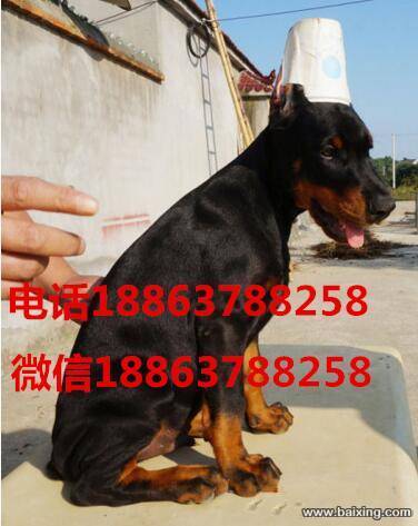 佳木斯出售赛级德系纯种双血统品相好杜宾幼崽成年犬可